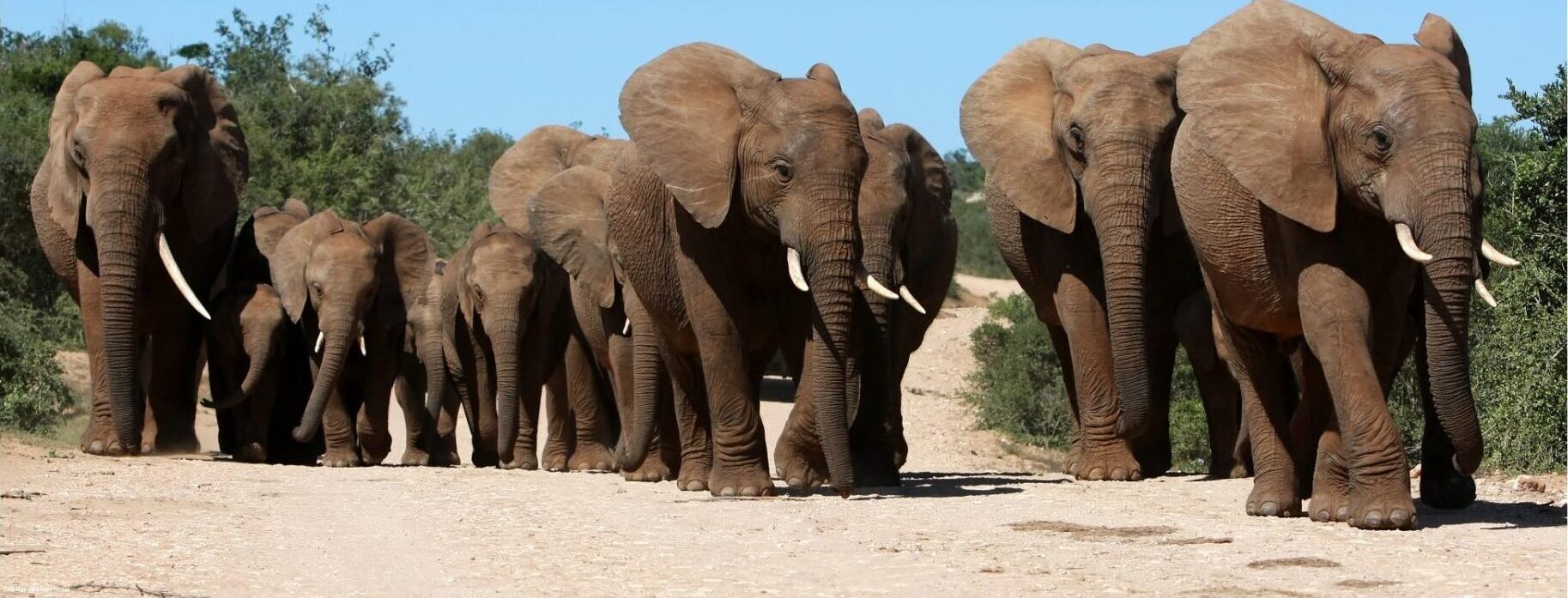 Éléphants du Cameroun