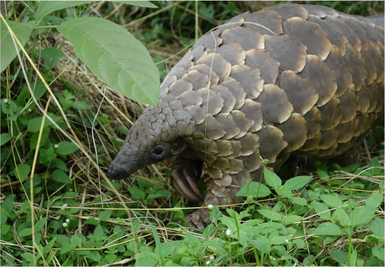 Pangolin du Cameroun